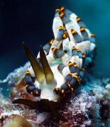 Nudibranch, Great Barrier Reef c5060 tetra, single strobe... by Joshua Miles 